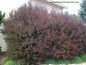 Leptospermum scoparium 'Ruby Glow' 1